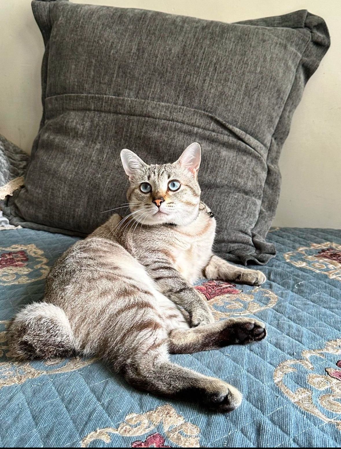 Shadow - Pak wo Road, Fanling