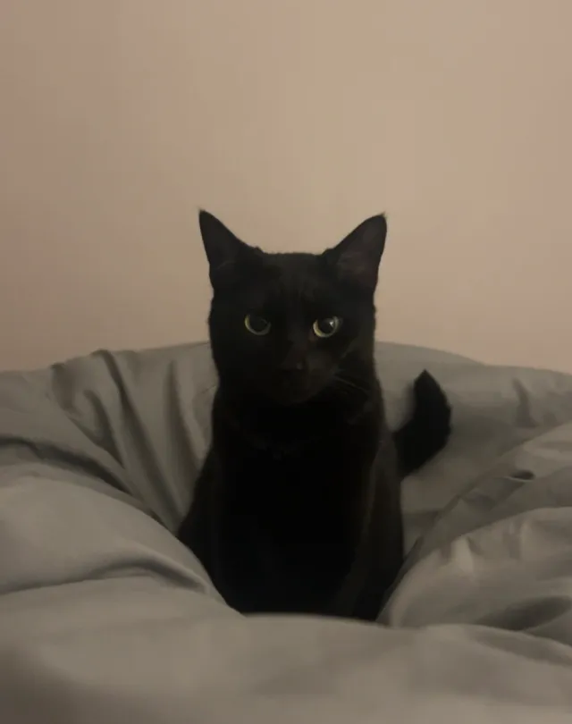 Binx - 8210 Whittington Dr, Cleveland
