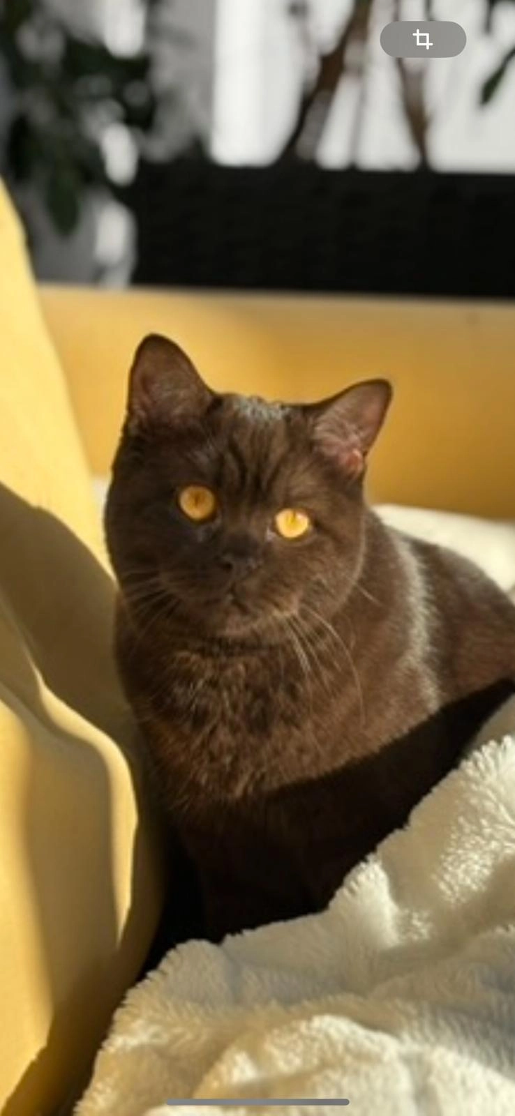 Nala - Tige De Bomiète, Verlaine