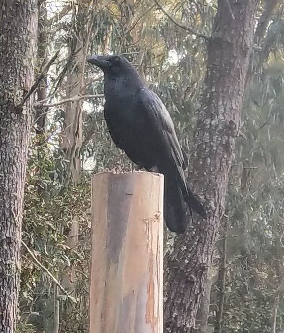 Lisa - Rúa Senande, Muxía