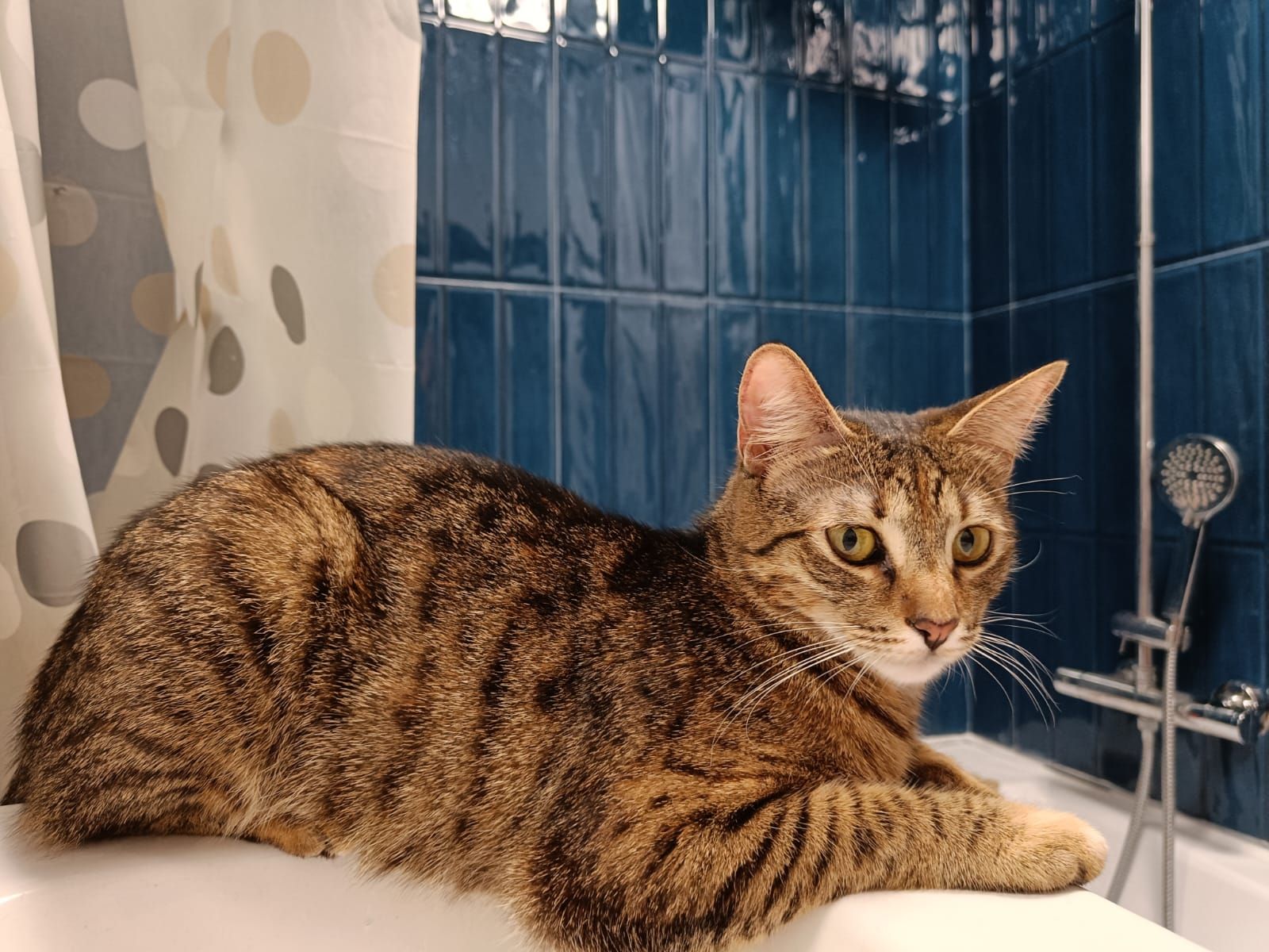 Yuka - Bulevardul 1 Decembrie 1918, Mangalia