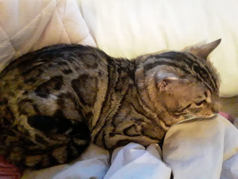 Sanka - D 199, Sarzeau