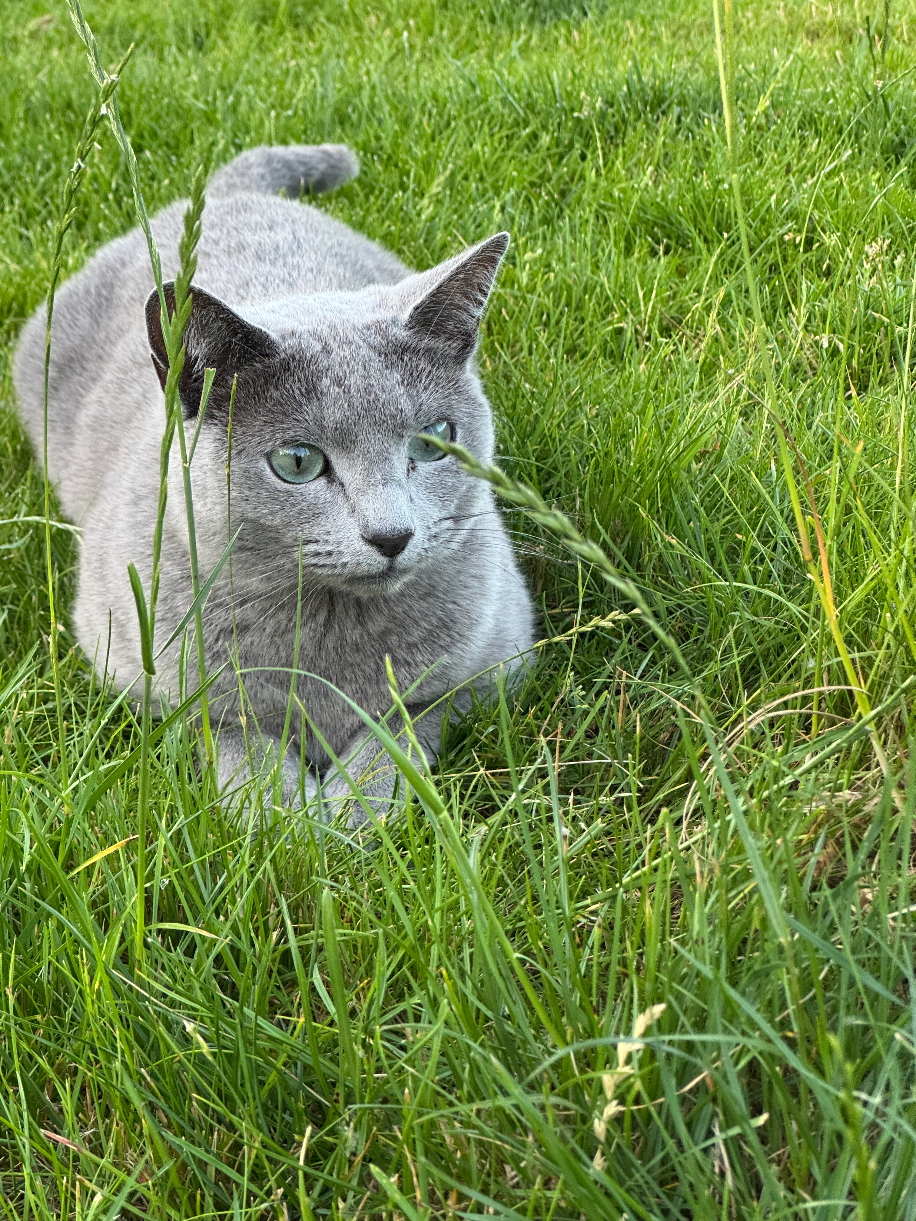 Coco Katzli - Kleiberstraße, Straubing