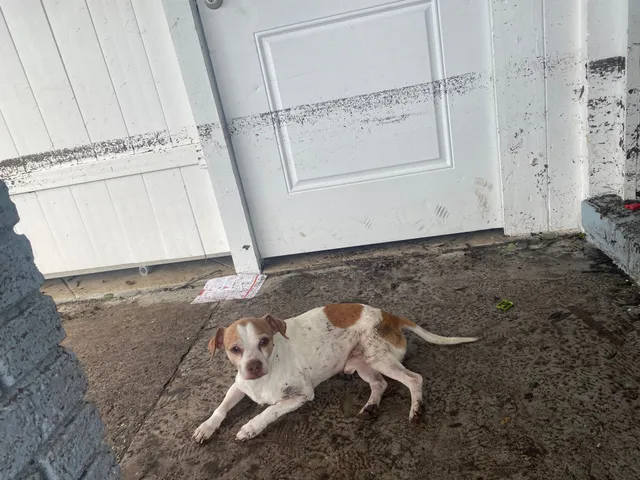 Lalo - 6503 W Clifton St, Tampa
