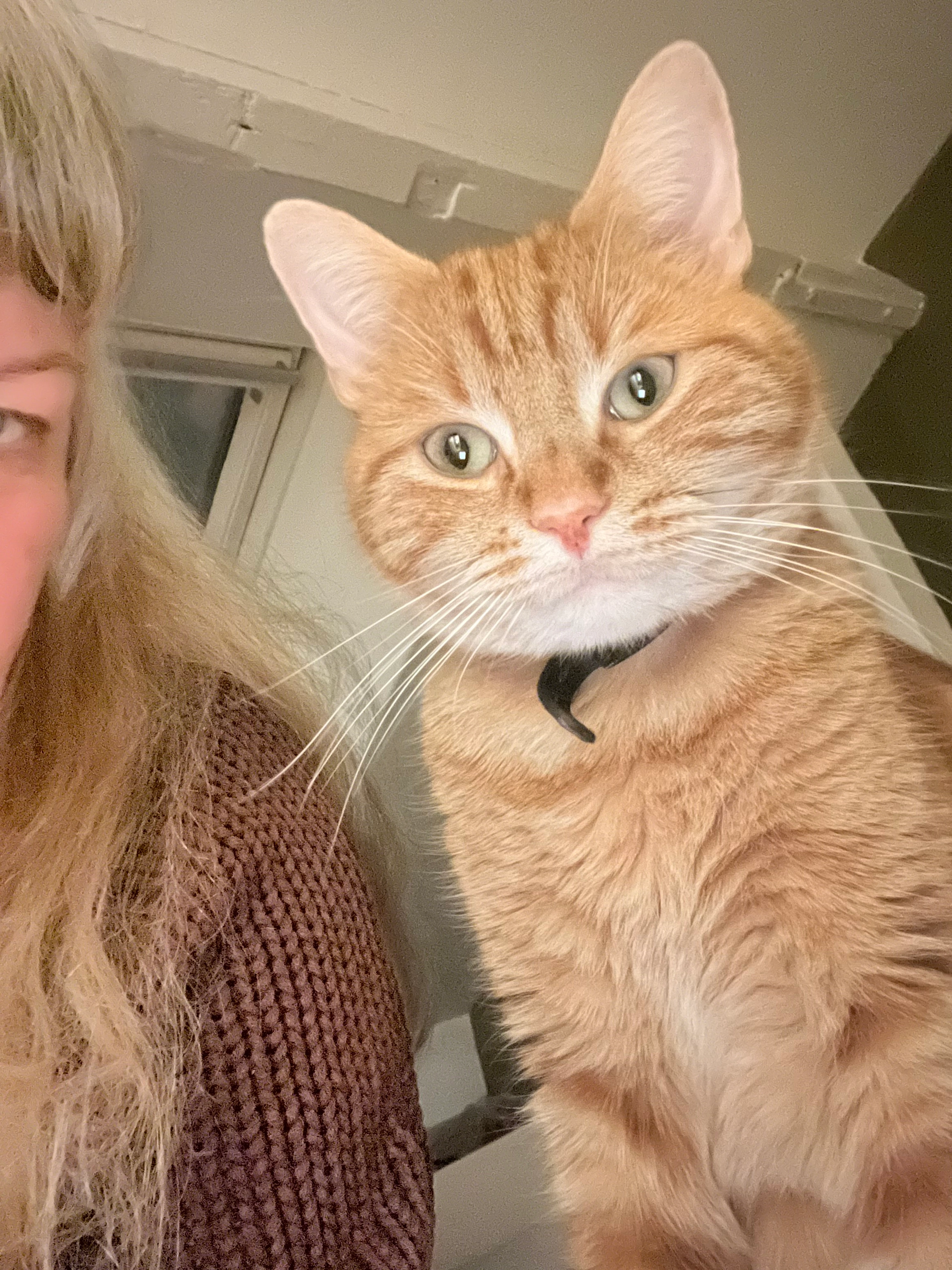 Sake - Rue de la Brasserie, Limoges