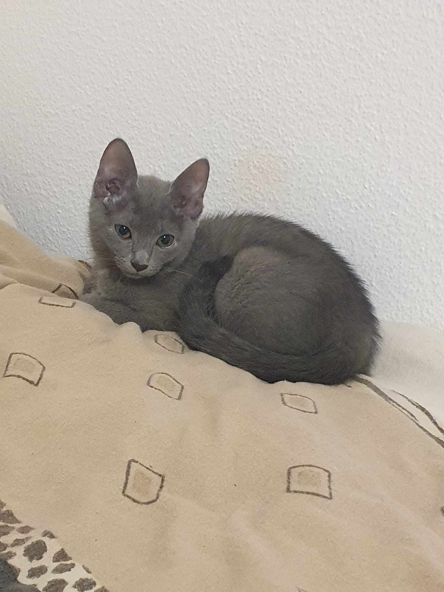 Cleo - 1610. Sk., Ankara