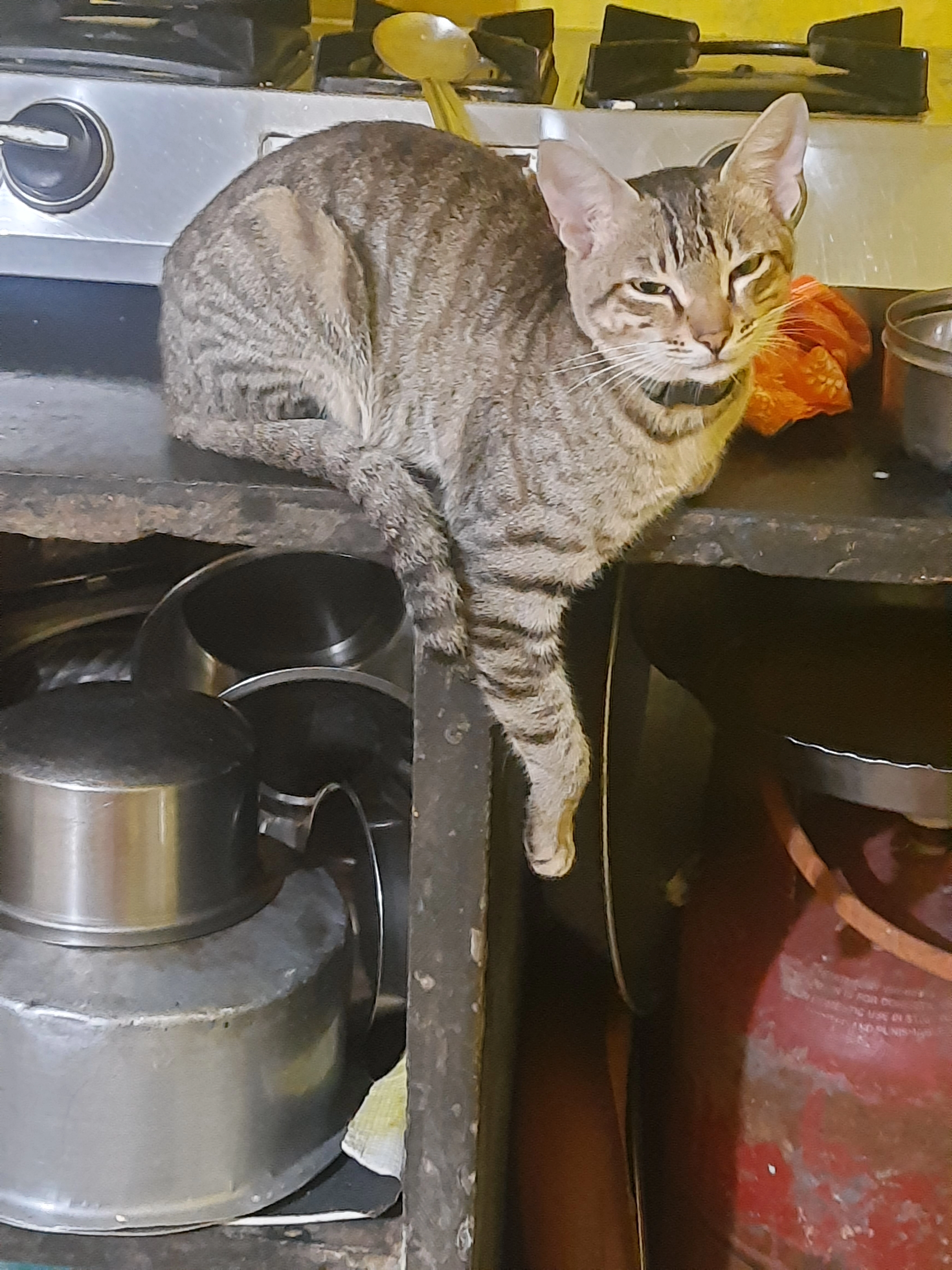 Cuty  - Nh45, Jabalpur