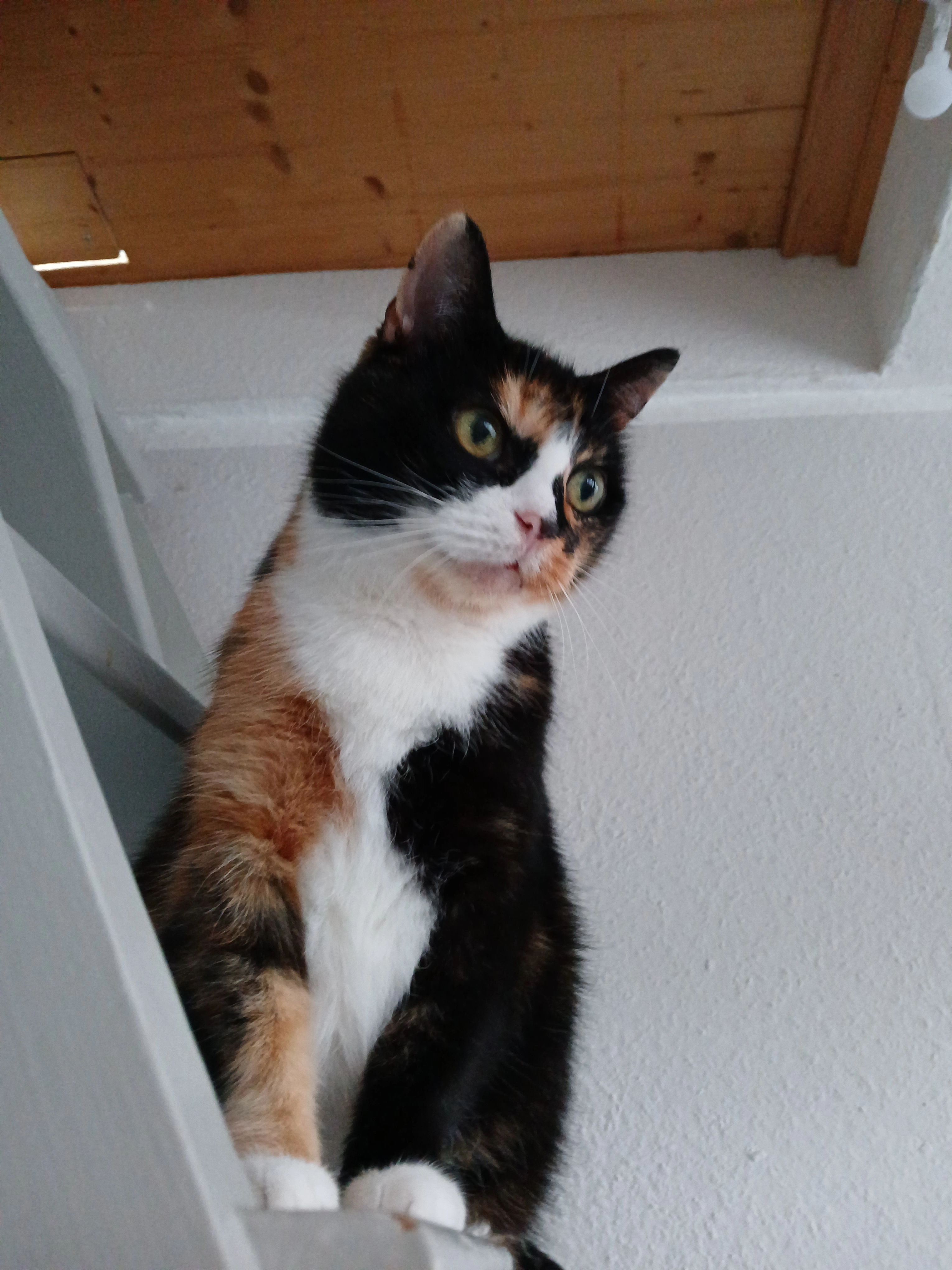 Katze oder Elvis - Roggenkamp, Edewecht