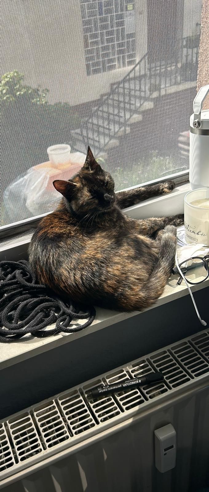 Tabby - Emil-Von-Behring-Straße, Schwalmstadt