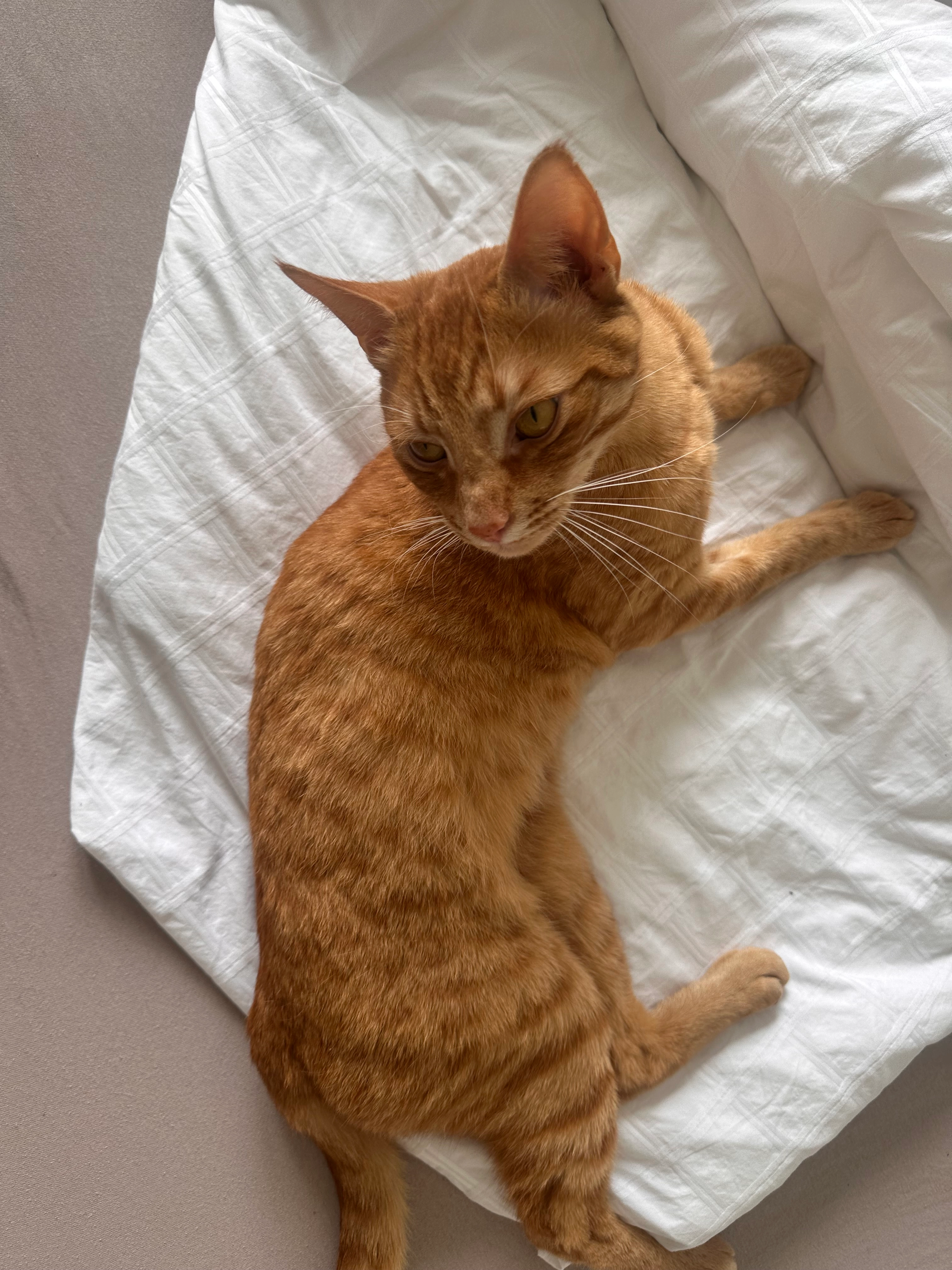 Ron - Joseph-Haydn-Weg, Bad Vilbel