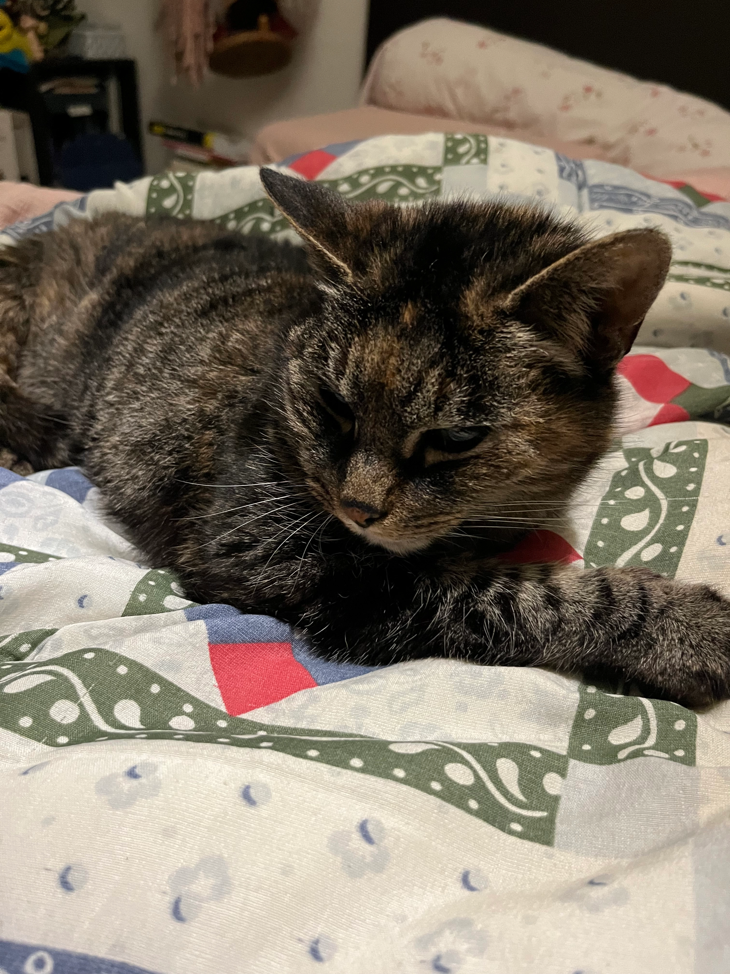 Zia  - Route de Kergréac'h, La Forest-Landerneau