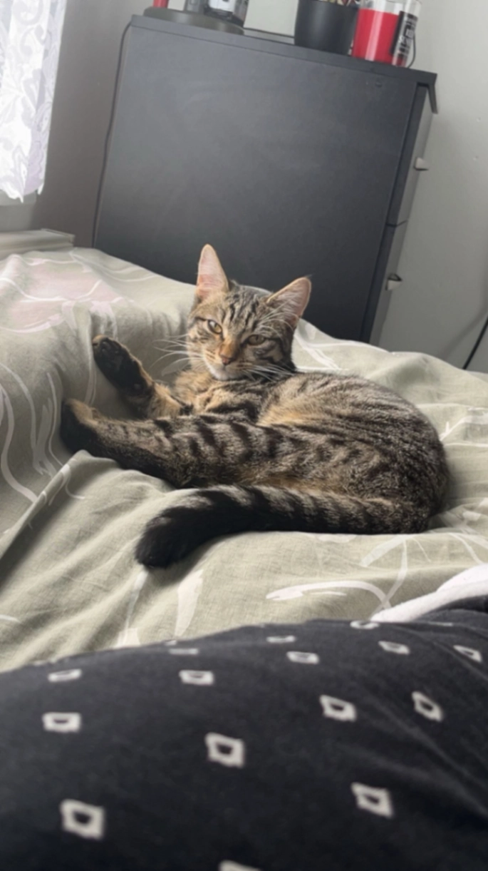 Milo - Holly Lane, Birmingham