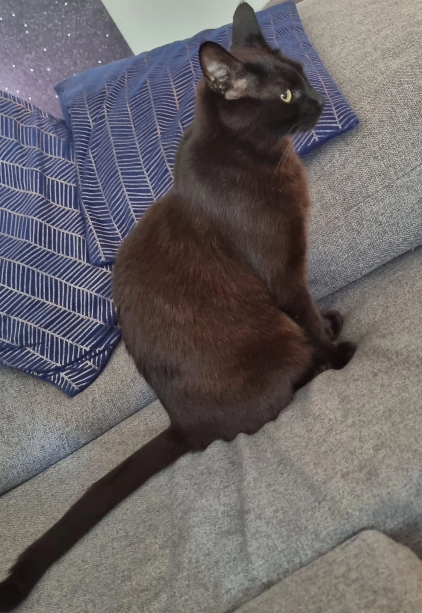 Coco - Rue de Plaisance 10, Yverdon-les-Bains