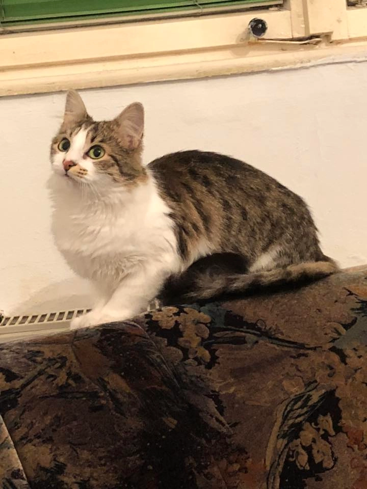 Simba - Imzot Nikë Prela, Pristina