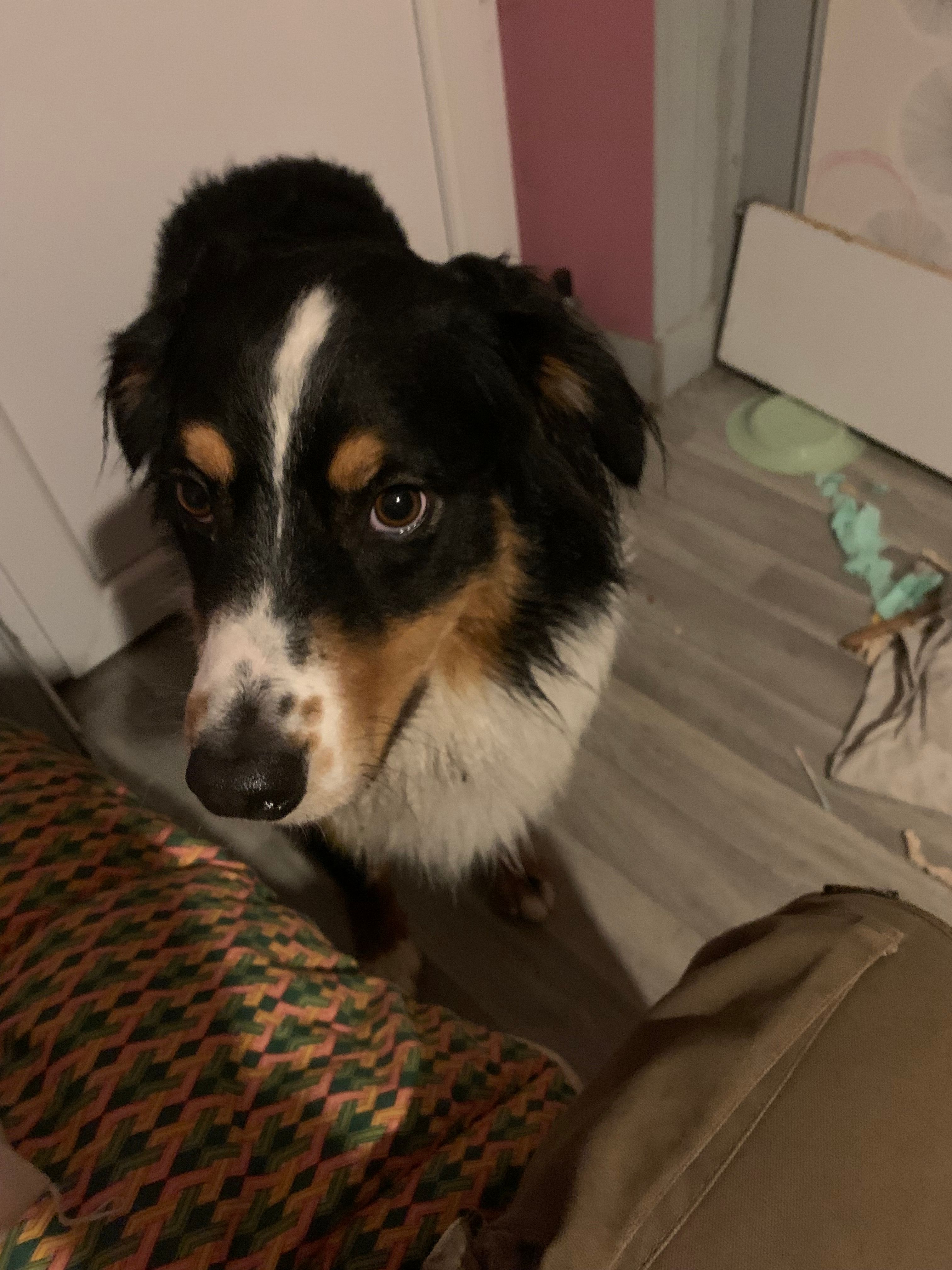 Toby - 199 Route d'Aiffres, Niort