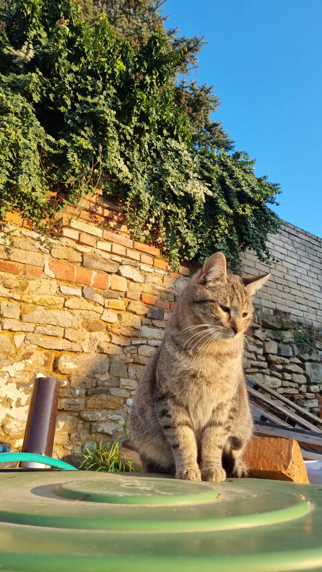 Mischa - Breite Straße, Sülzetal OT Altenweddingen