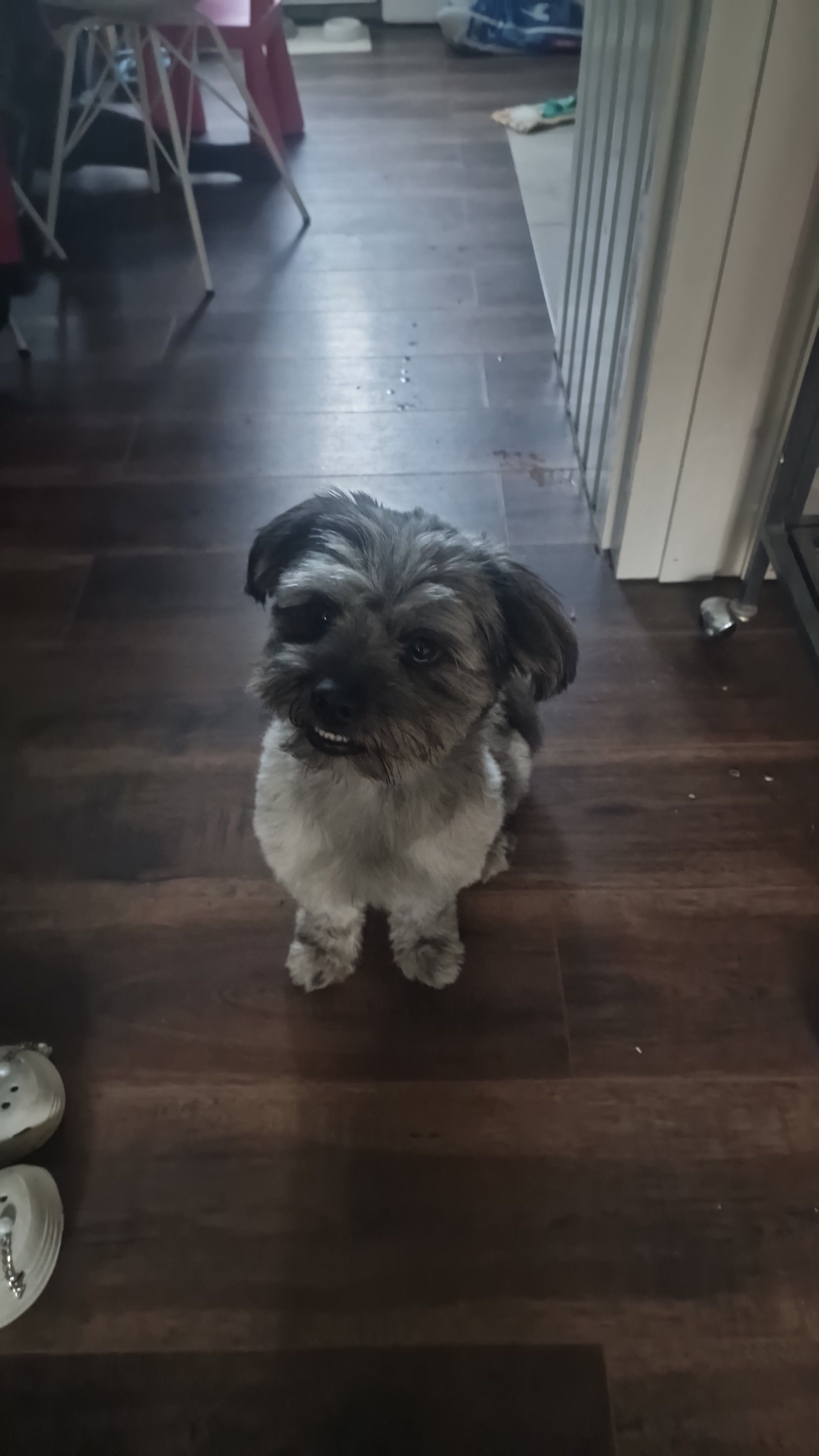 Binky - Van der Goesstraat, Honselersdijk