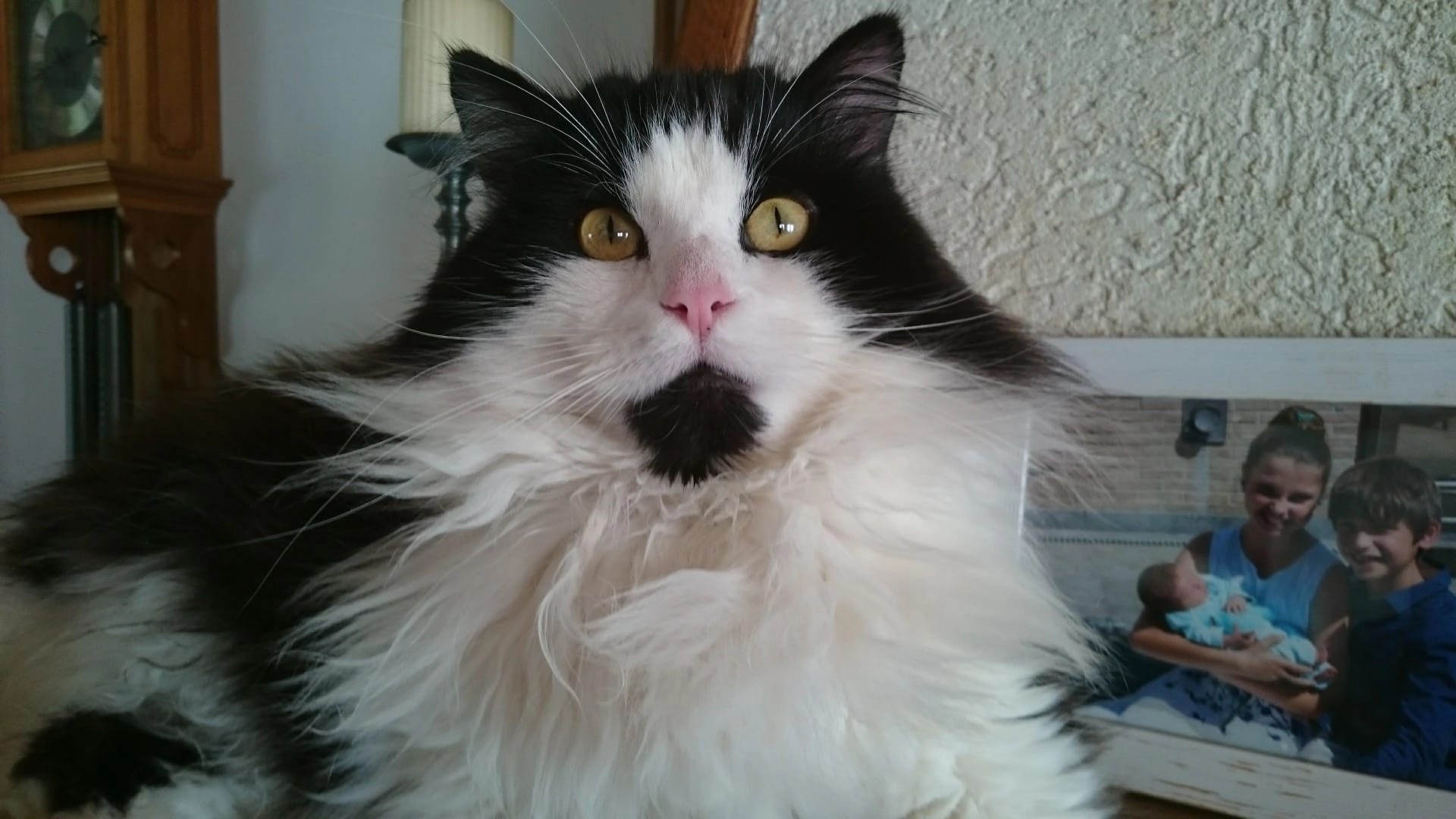 SYLVESTER  - Populiereweg, Koekelare