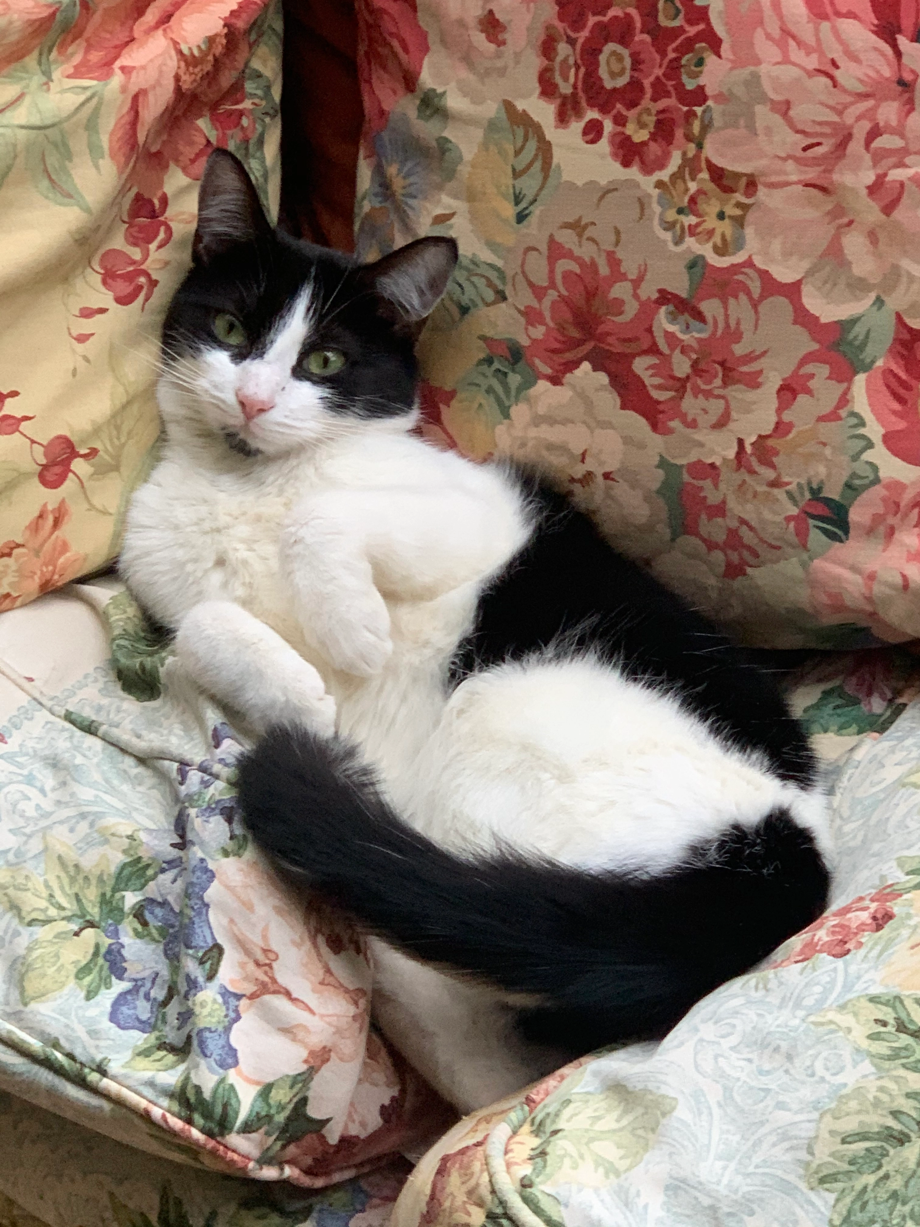 Sooky - Western Way, Newcastle upon Tyne