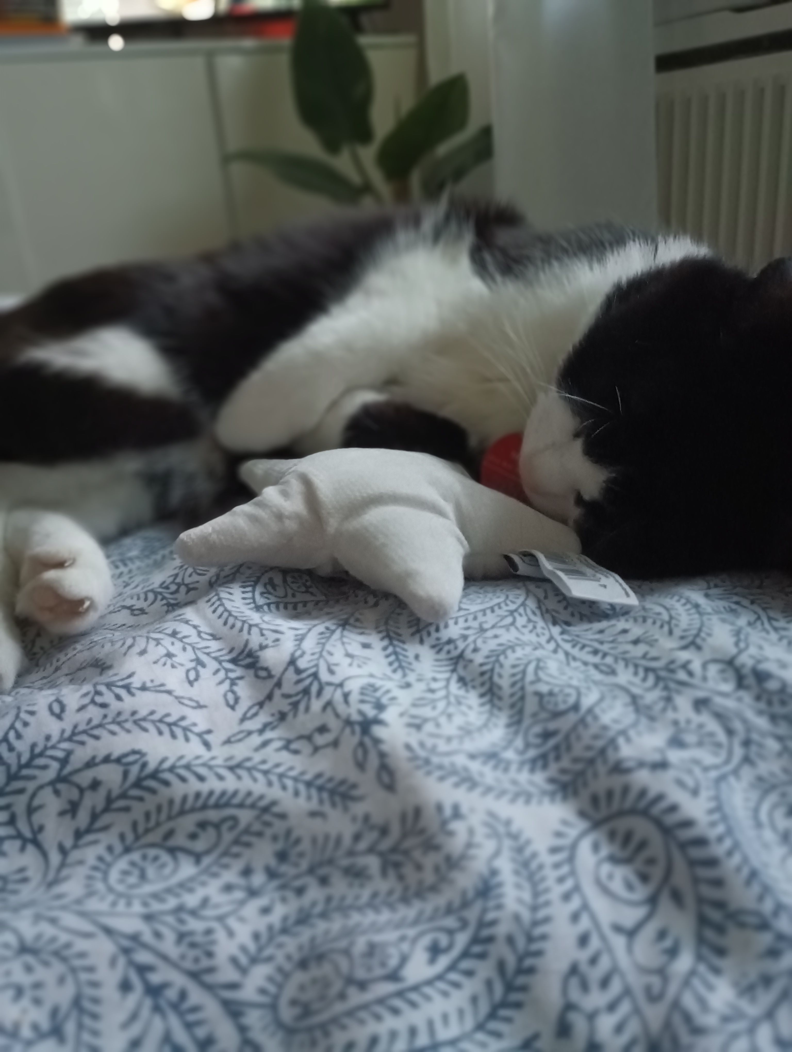 Kim - Rossiniweg, Rheine