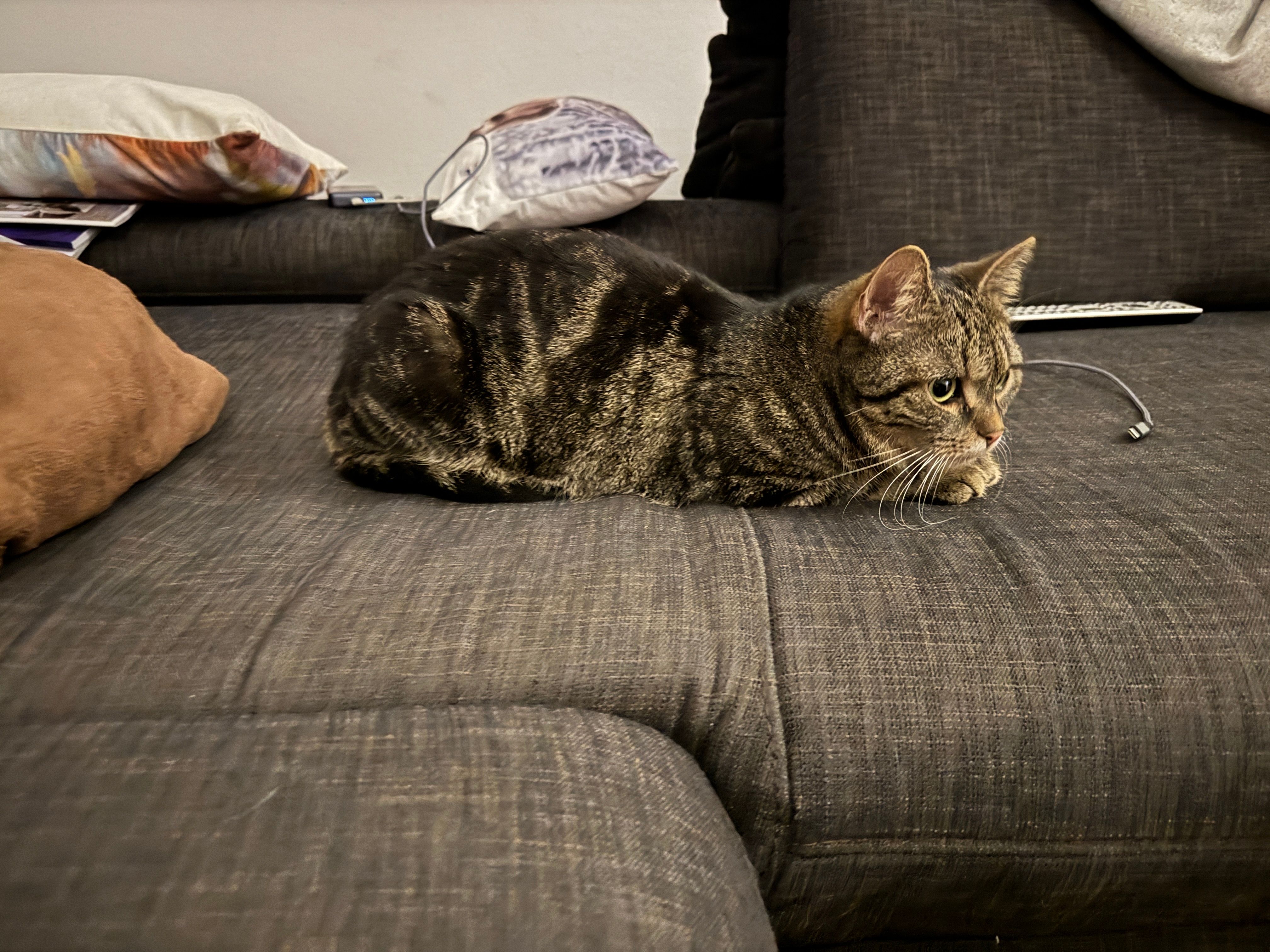 Mochi - Lerchenweg, Altenberg bei Linz