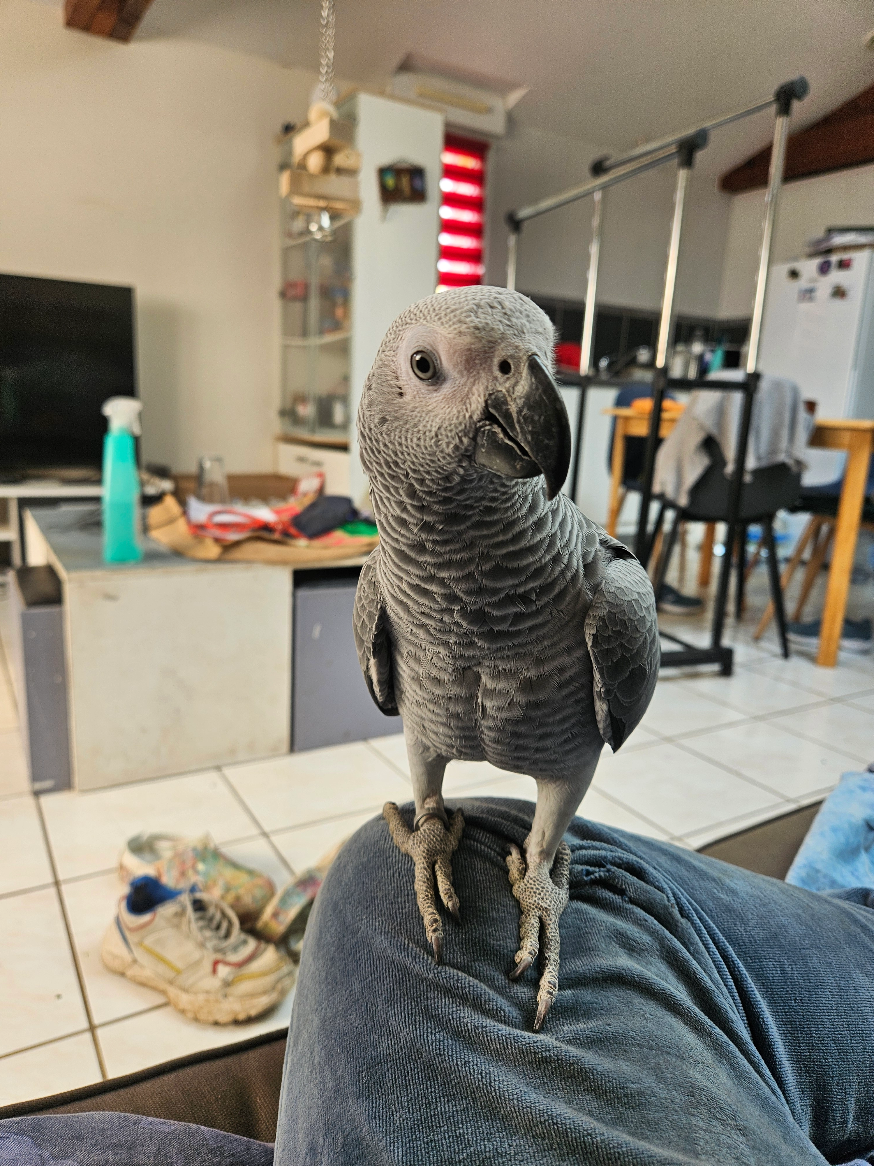 Plumette - Rue Jean Jaurès, Trignac