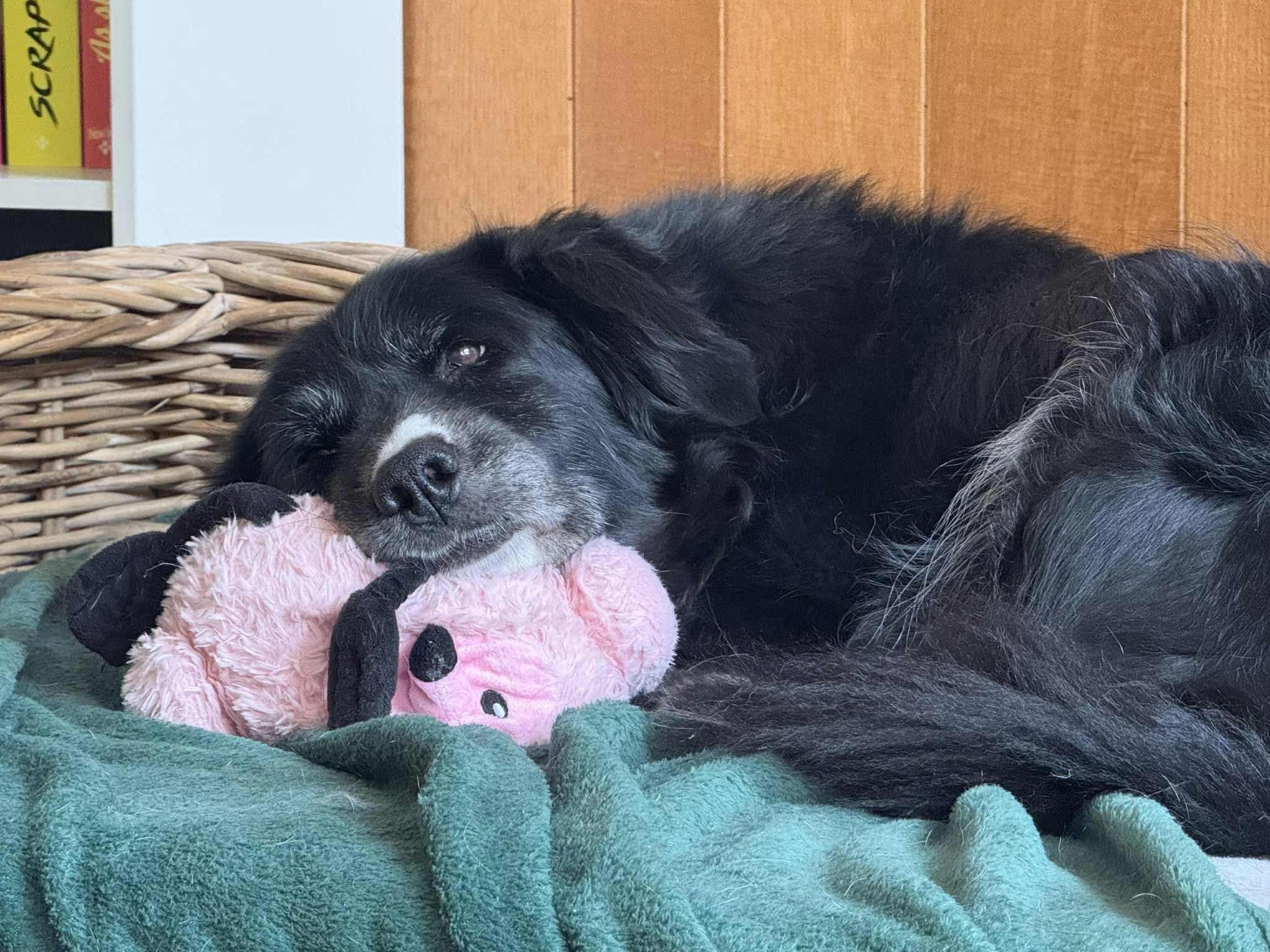 Callie  - Rue des Postes 79, Mons