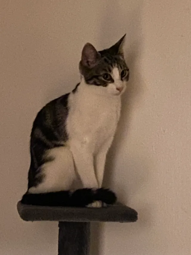 Coco - SW11 1, London