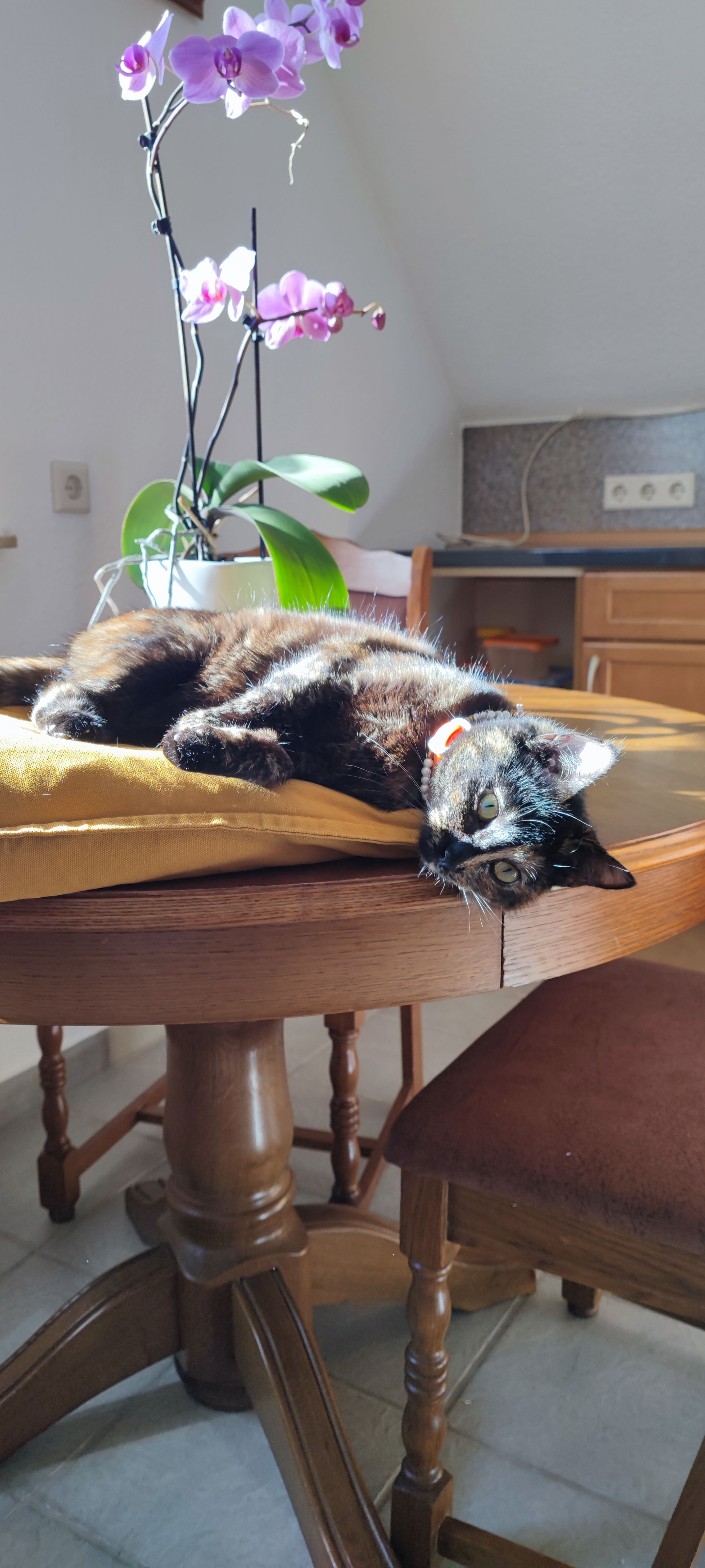 Morita - Gerbereiweg, Selters