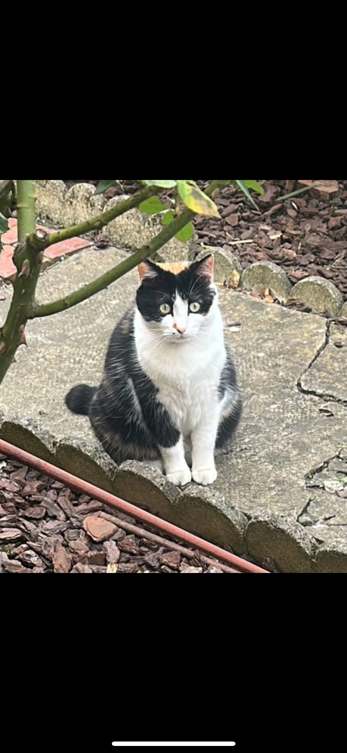 Rawell  - 9 Rue des Minimes, Vic-en-Bigorre