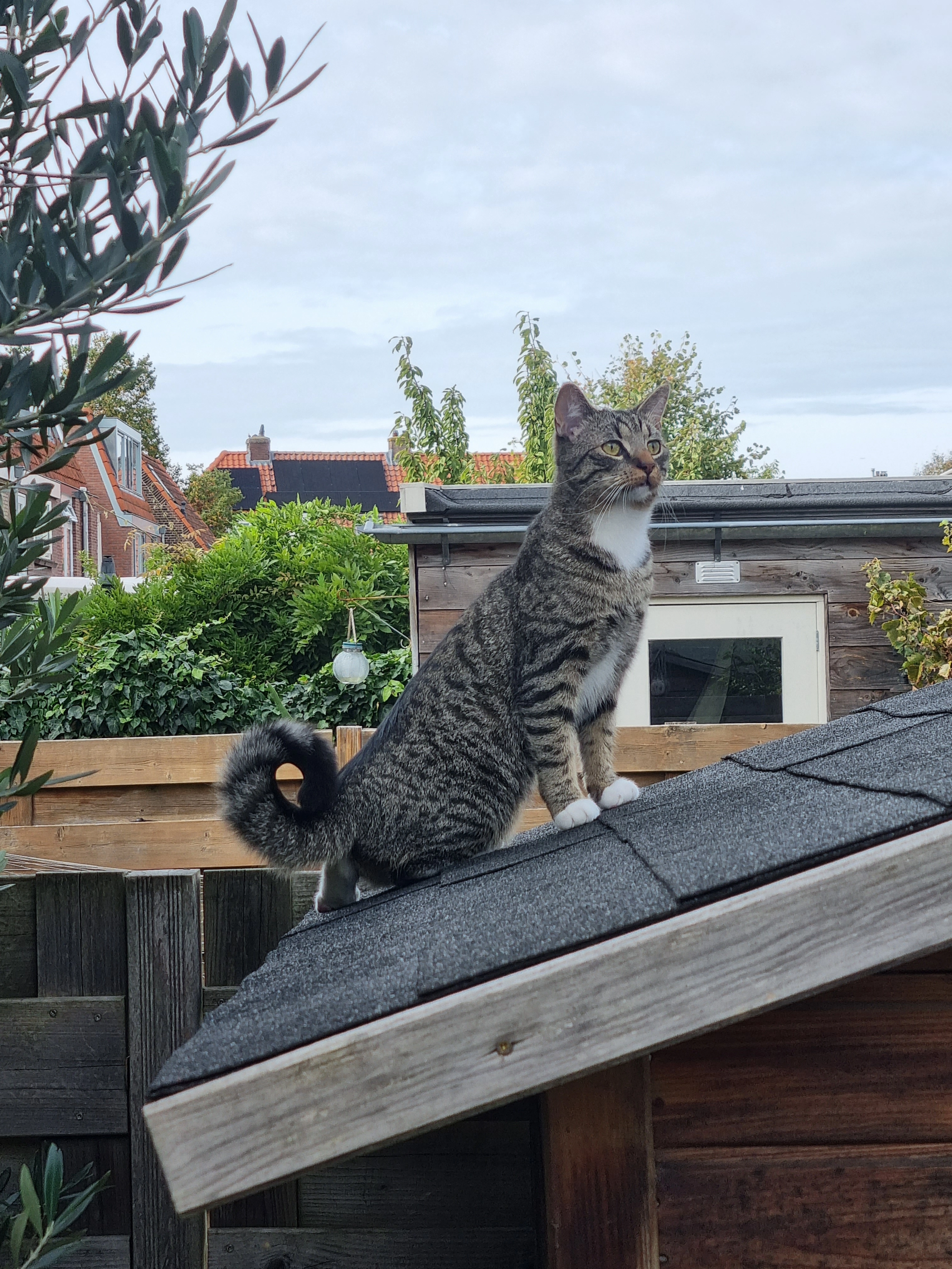 Joepie  - Haitsma Mulierstraat, Haarlem