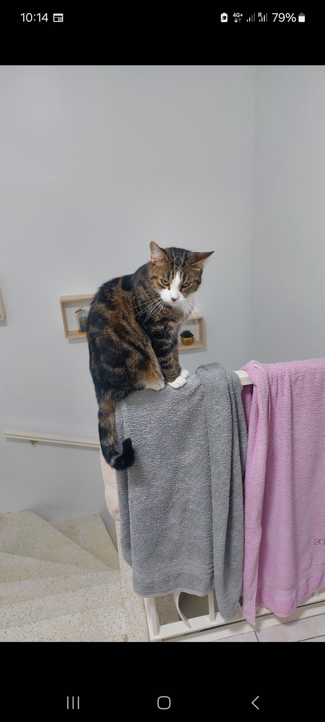 Tigrou  - Rue Auguste Renoir, Castres