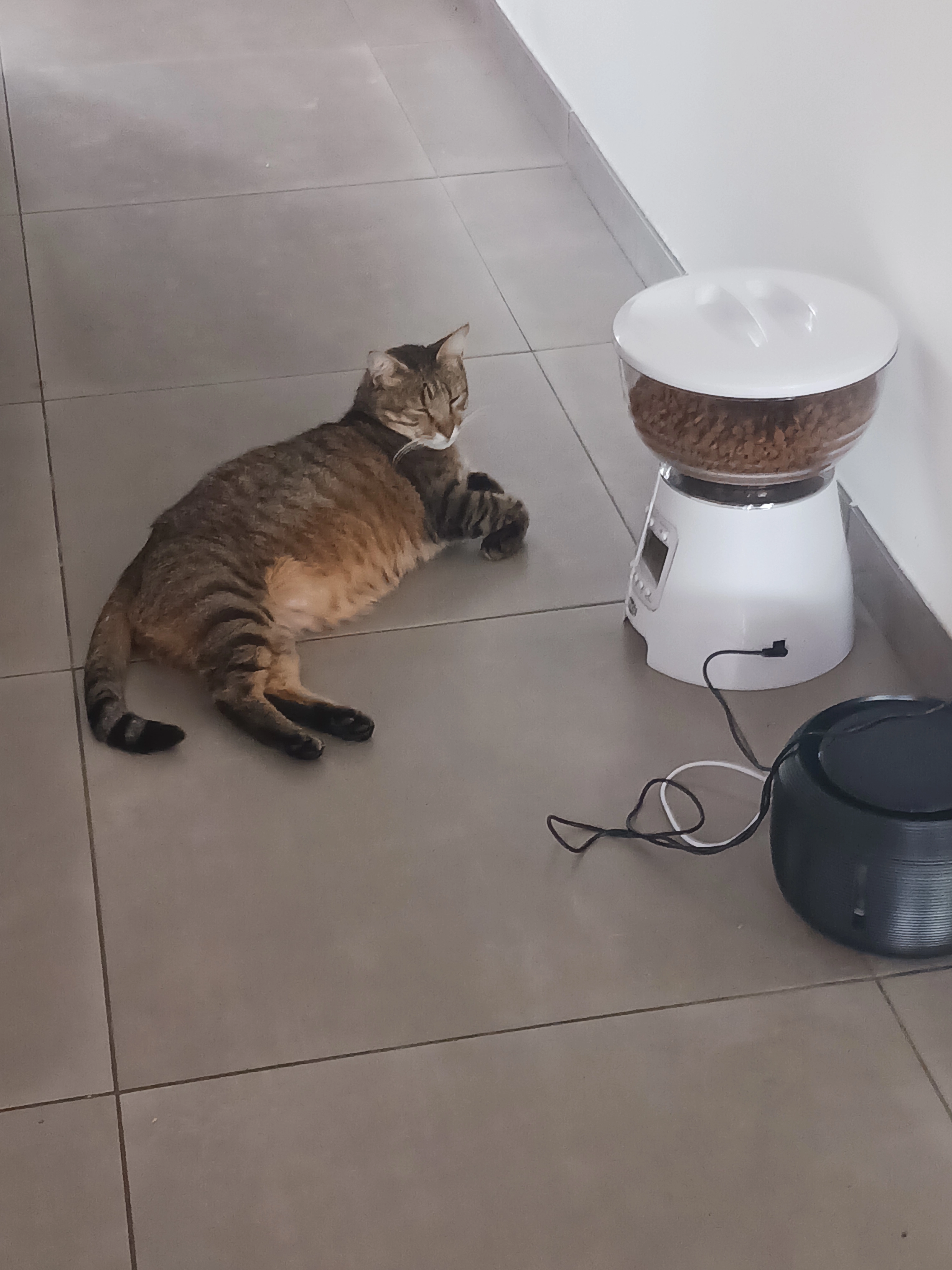 Lapin - 54 Chemin de Calvet, Montauban