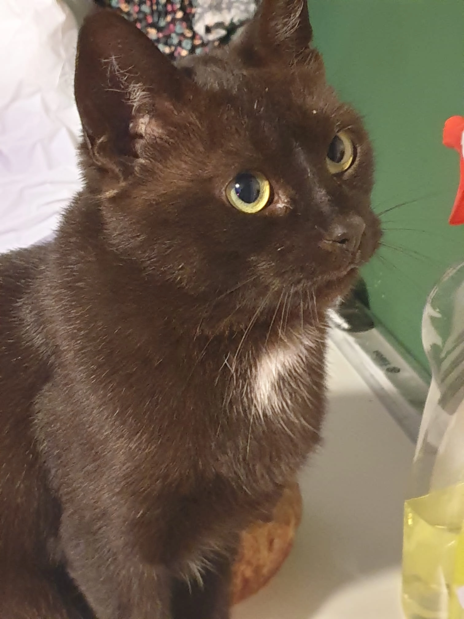 Foxy - Kottwitzstraße, Lübeck