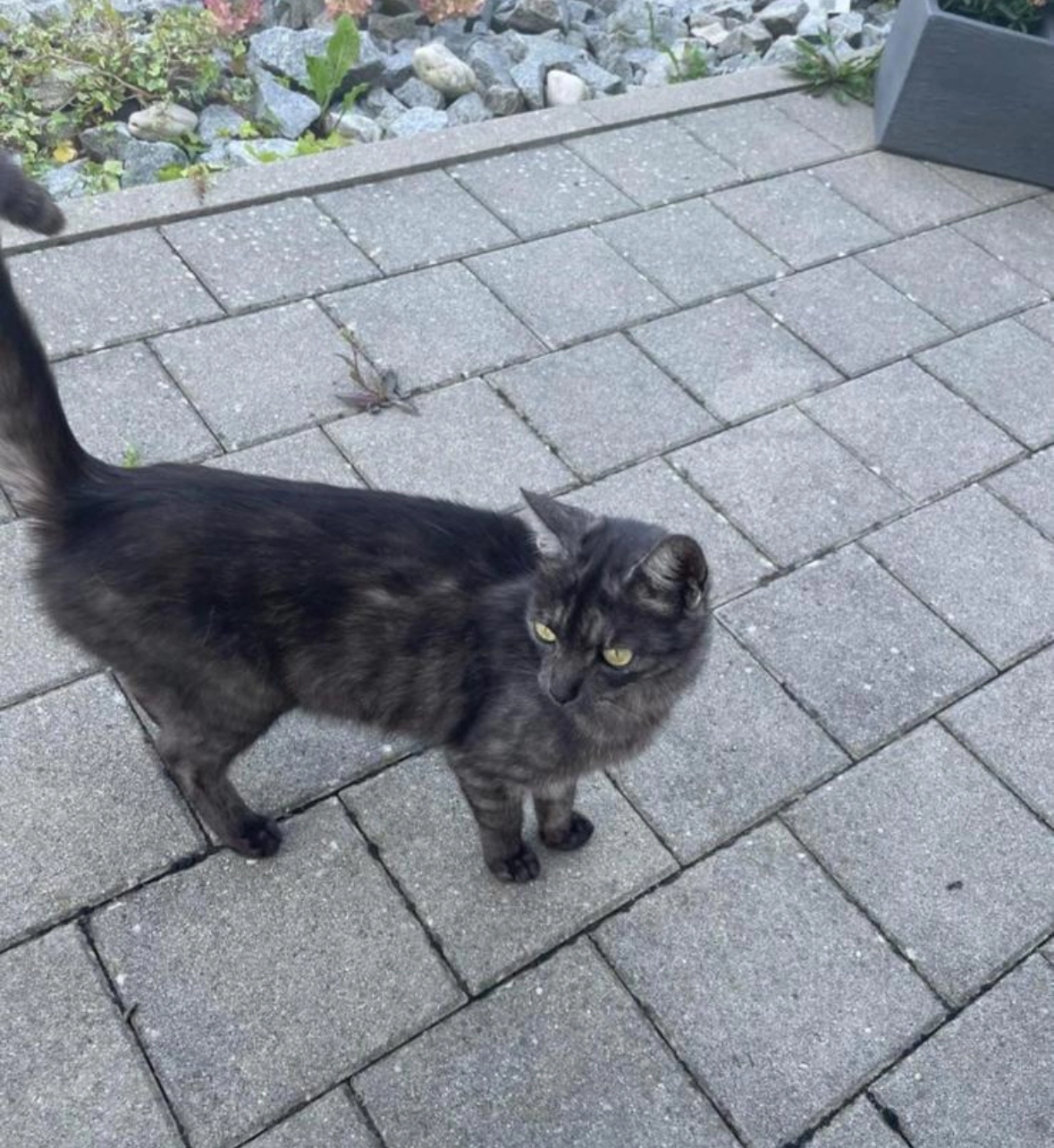 Mogli - Joseph-von-Eichendorff-Straße, Eichendorf