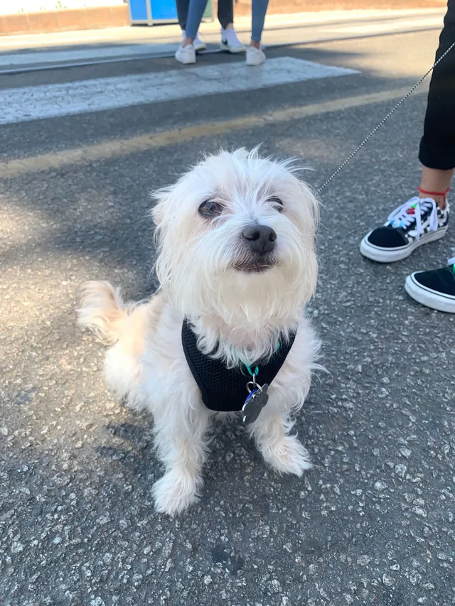 Peanut  - Kingman Avenue, San Jose