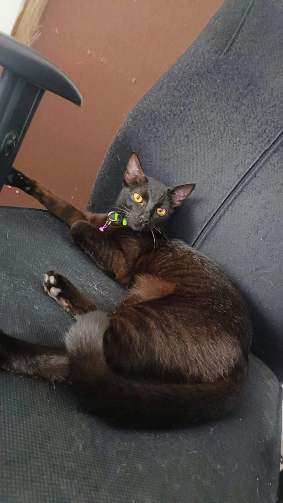 Blacky - Amherst Road, Secunderabad