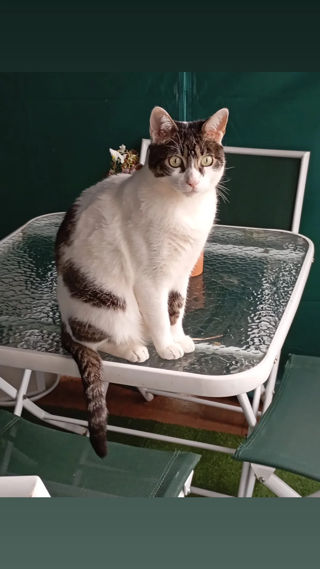 Copito - Avenida De Lugo 167, Santiago de Compostela