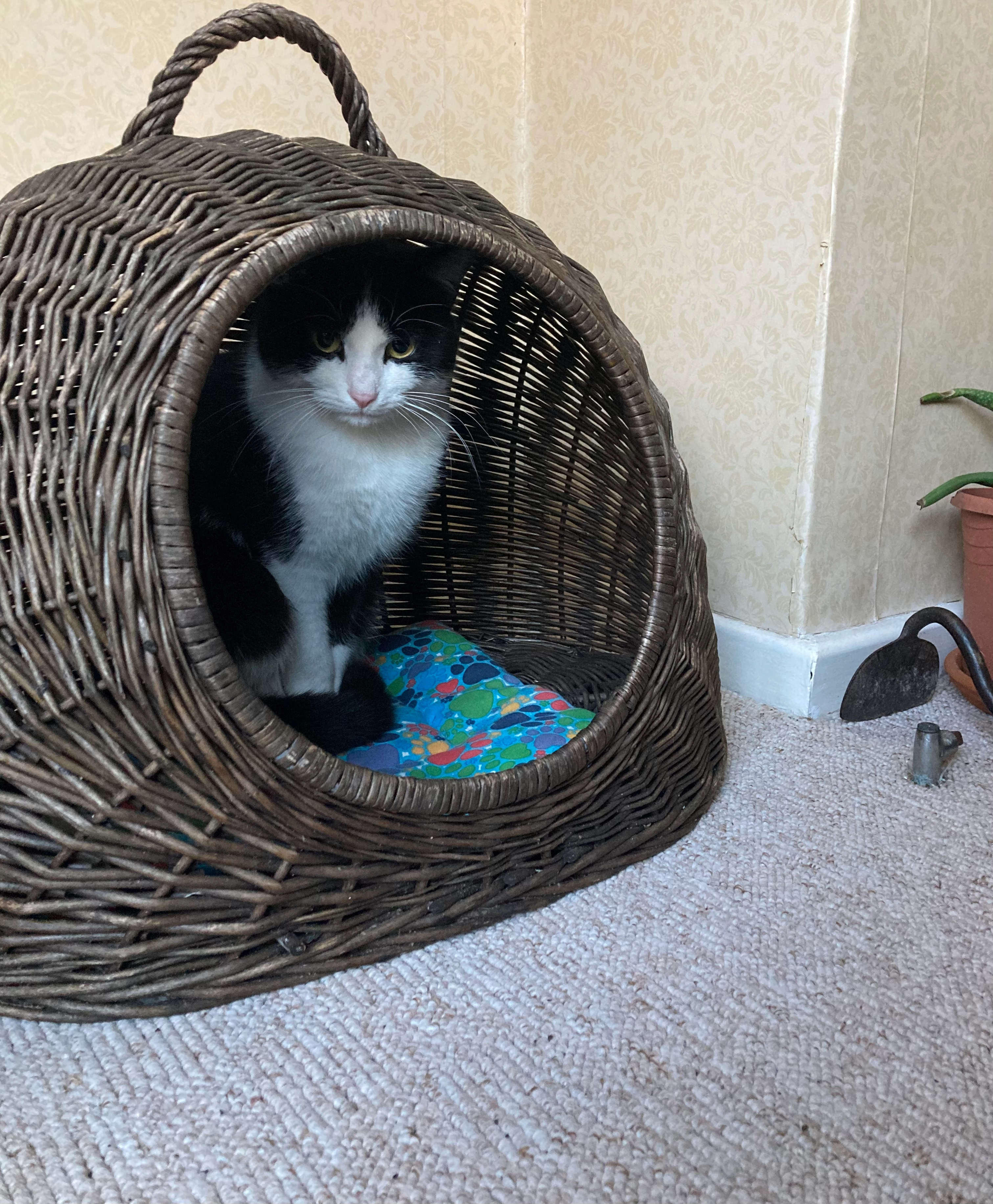 Dancer Preeti - Palmer Road, Canterbury