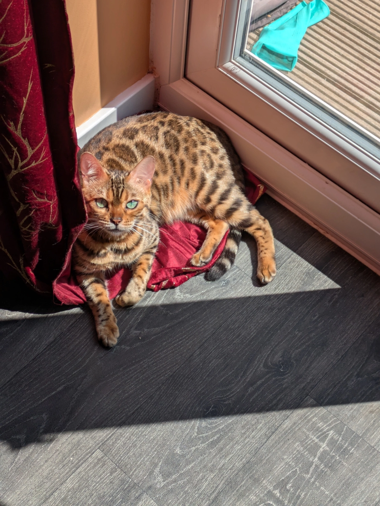 Coco - Bluebell Street, Plymouth