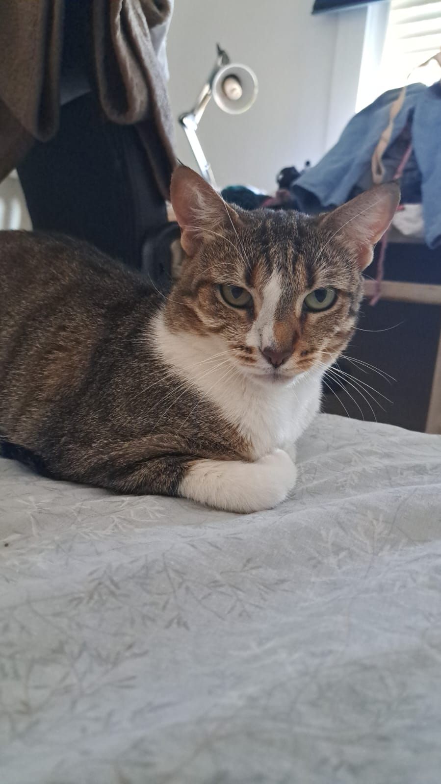 Rafi - Grupo San Diego, Sevilla