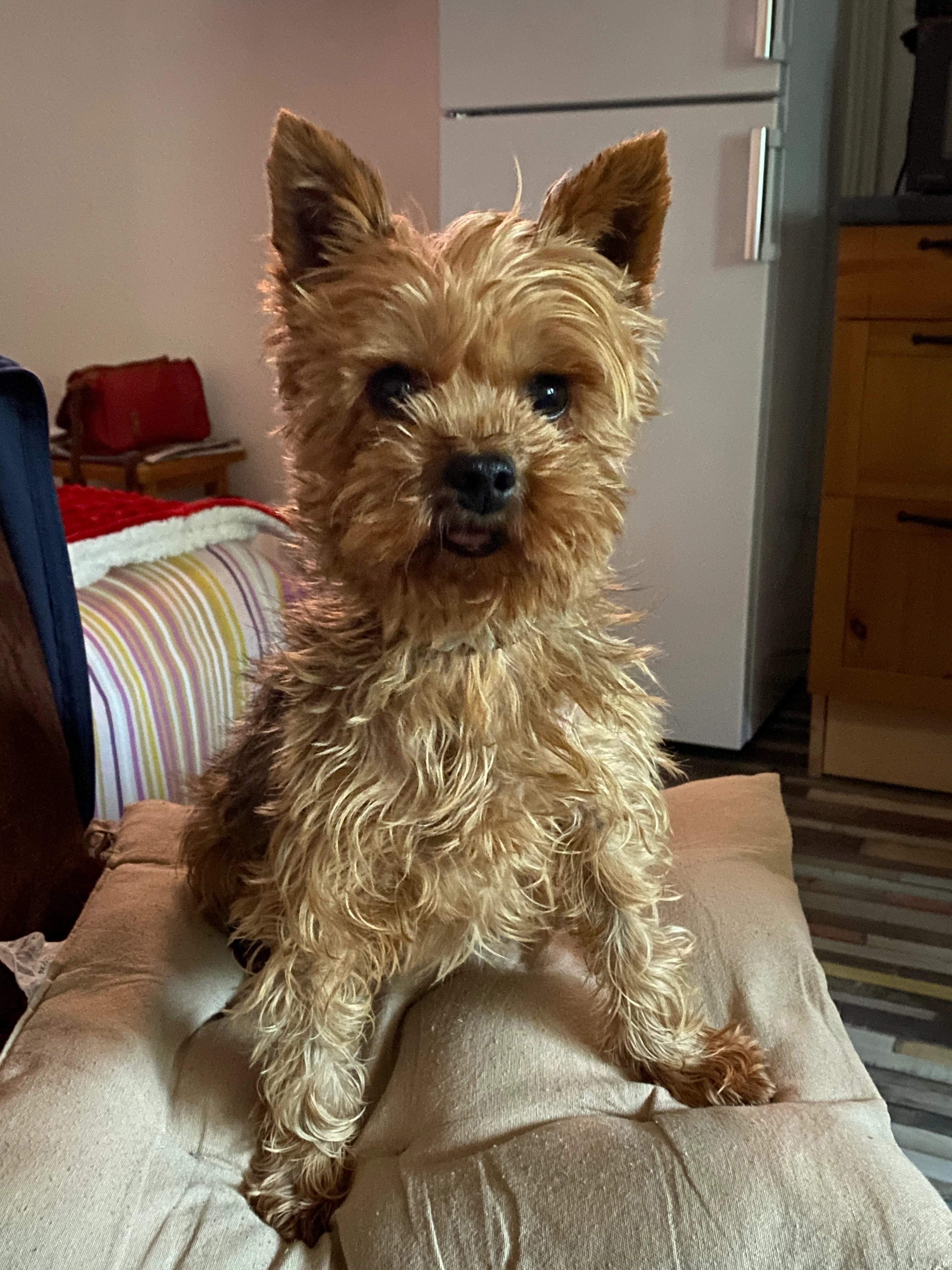 Chienne yorskshire de 3,5 kg - 21 Chemin du Granger, Ambierle