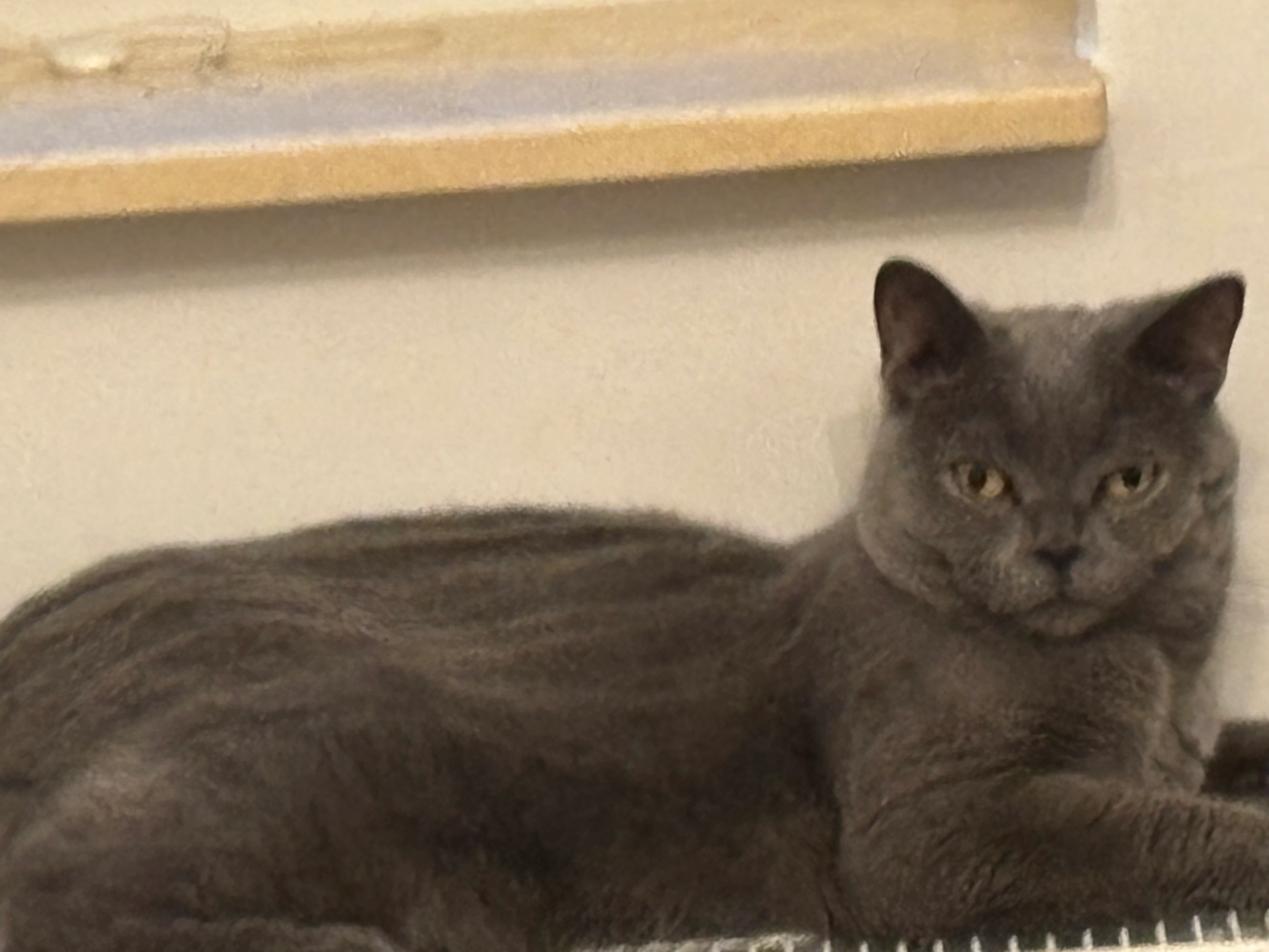 Leo - Vajk fejedelem utca, Budapest