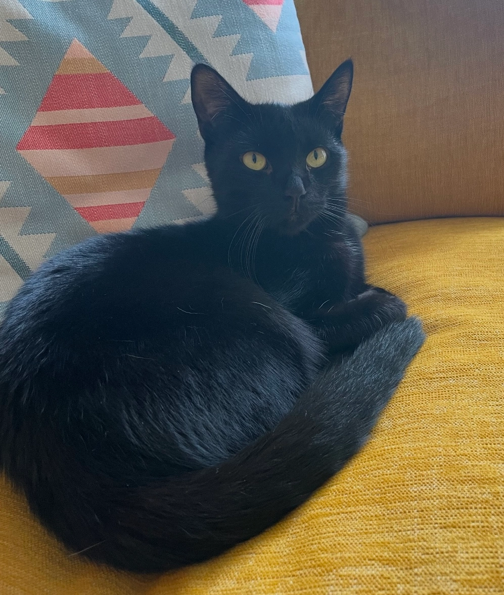 Enzo - Leahays Way, Allscott, Telford