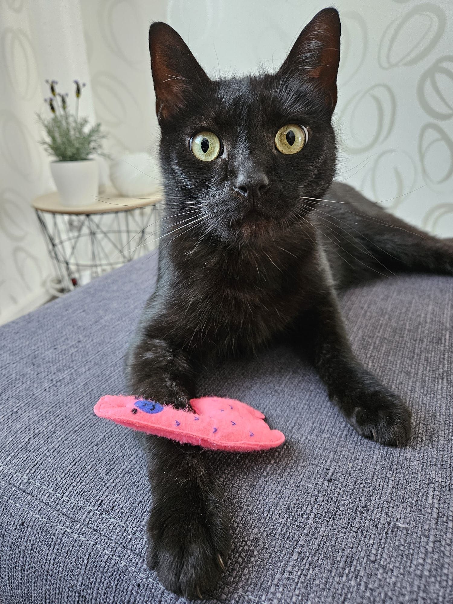 Balou - Johannesring, Machern