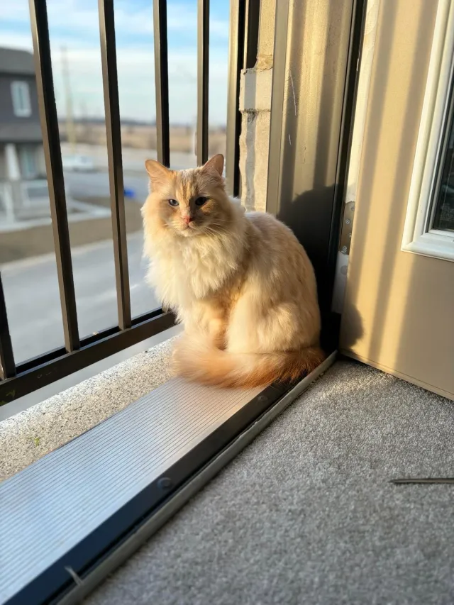 Loki - Northborough Road, London
