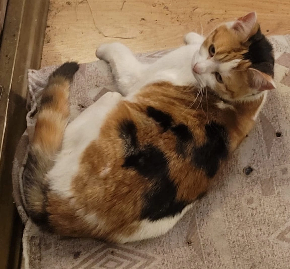 Gypsy  - Fermor Road, Preston