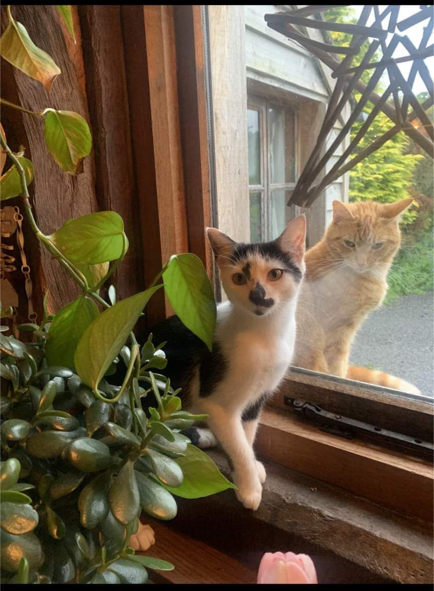 Angus - Llwyncoch Barns, Newtown