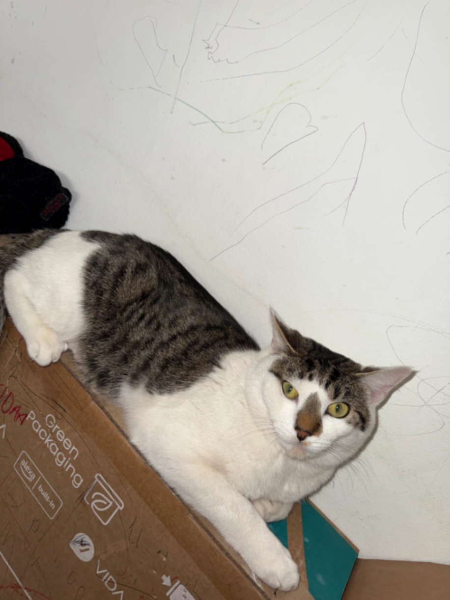 Maya - IG8 8, Woodford Green