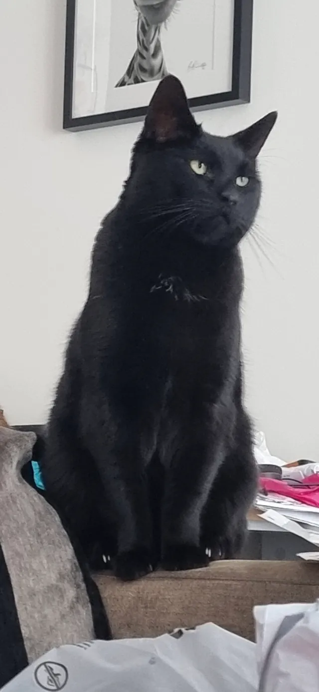 Loki - ME4 5, Chatham